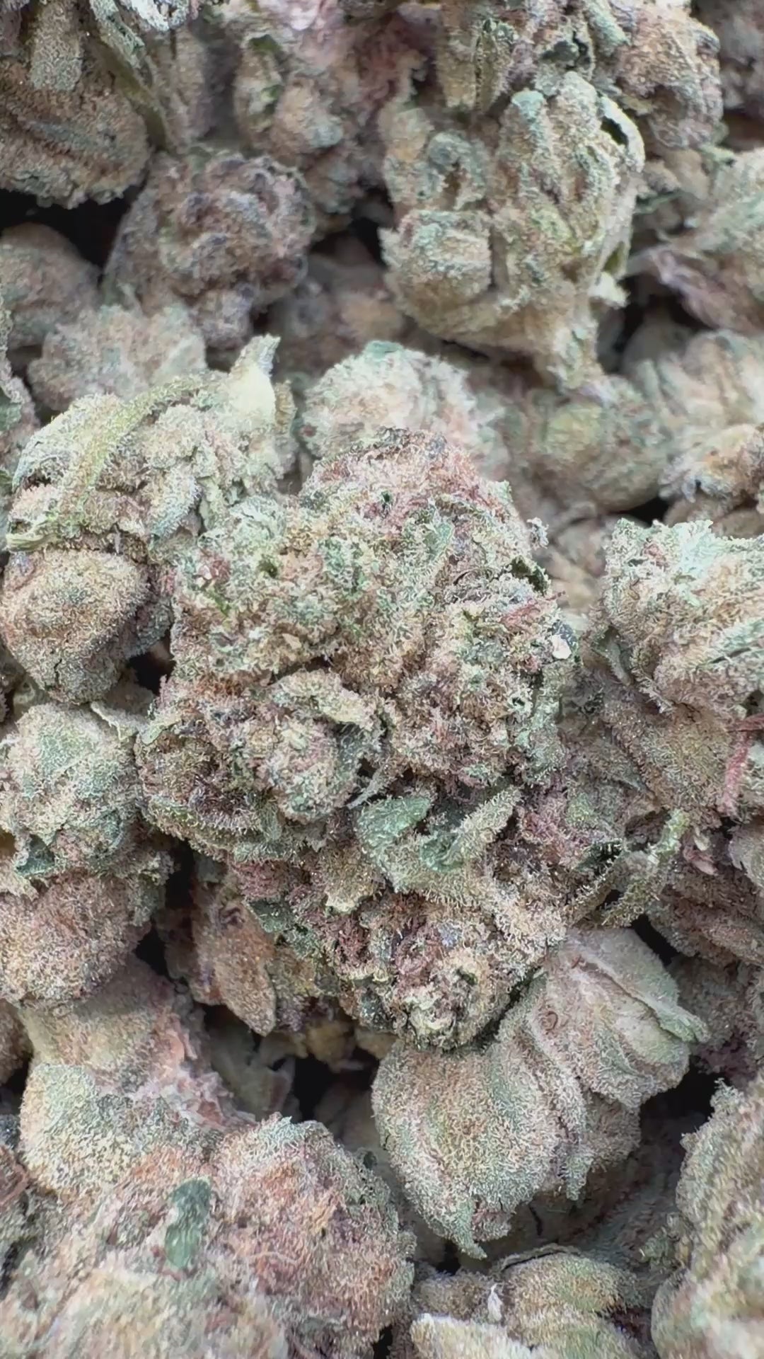 Load video: Jungle Gelato Littles - Bulk Littles - Indica