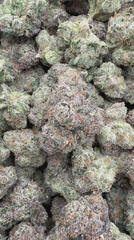 Load video: Purple Nerdz Indoor - Bulk - Indica