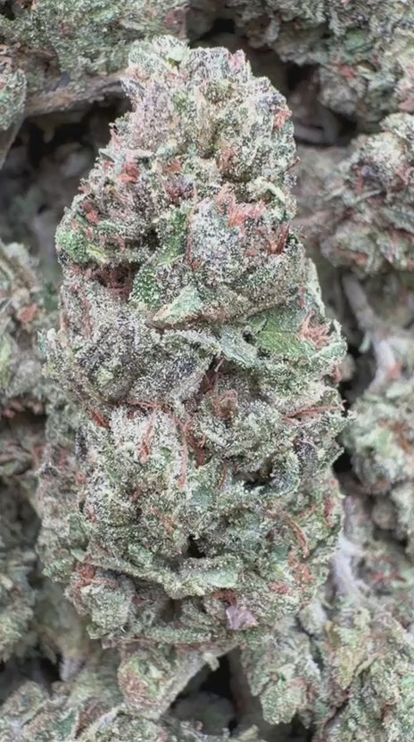 Load video: Runtz x Grease Monkey - Bulk - Indica