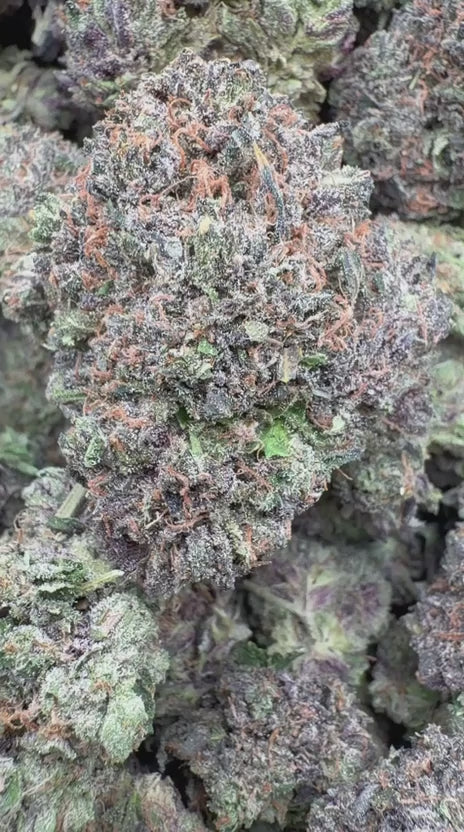 Load video: Jolly Ranchers Indoor - Bulk - Indica
