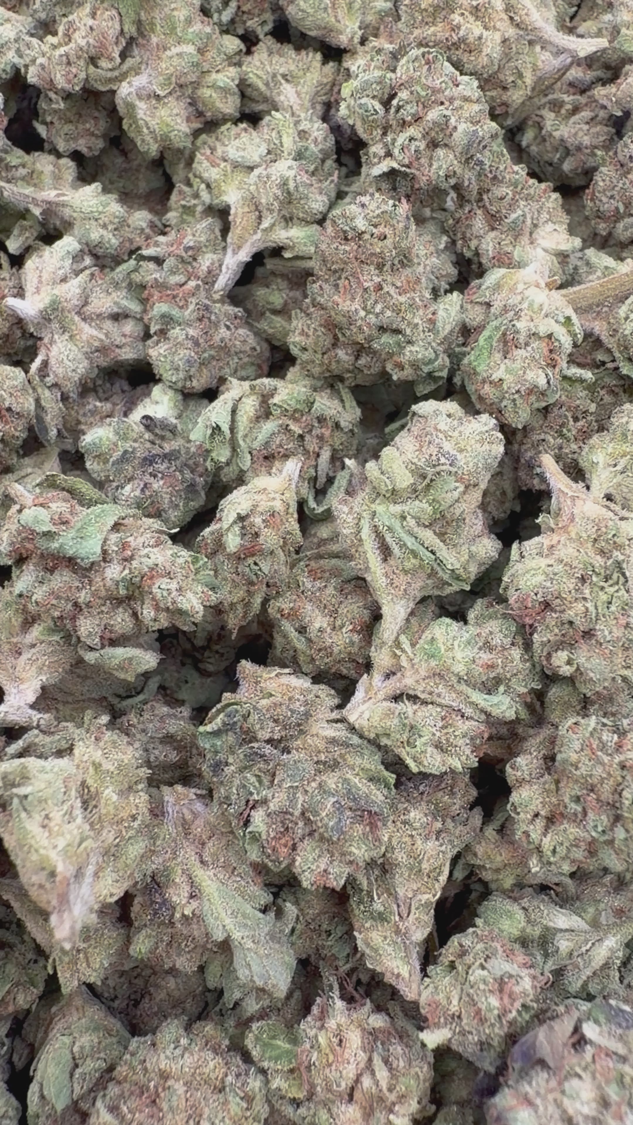 Load video: Modified Mintz Indoor Littles - Bulk Littles - Indica