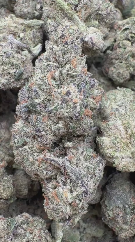 Load video: White Nerds - Bulk - Hybrid