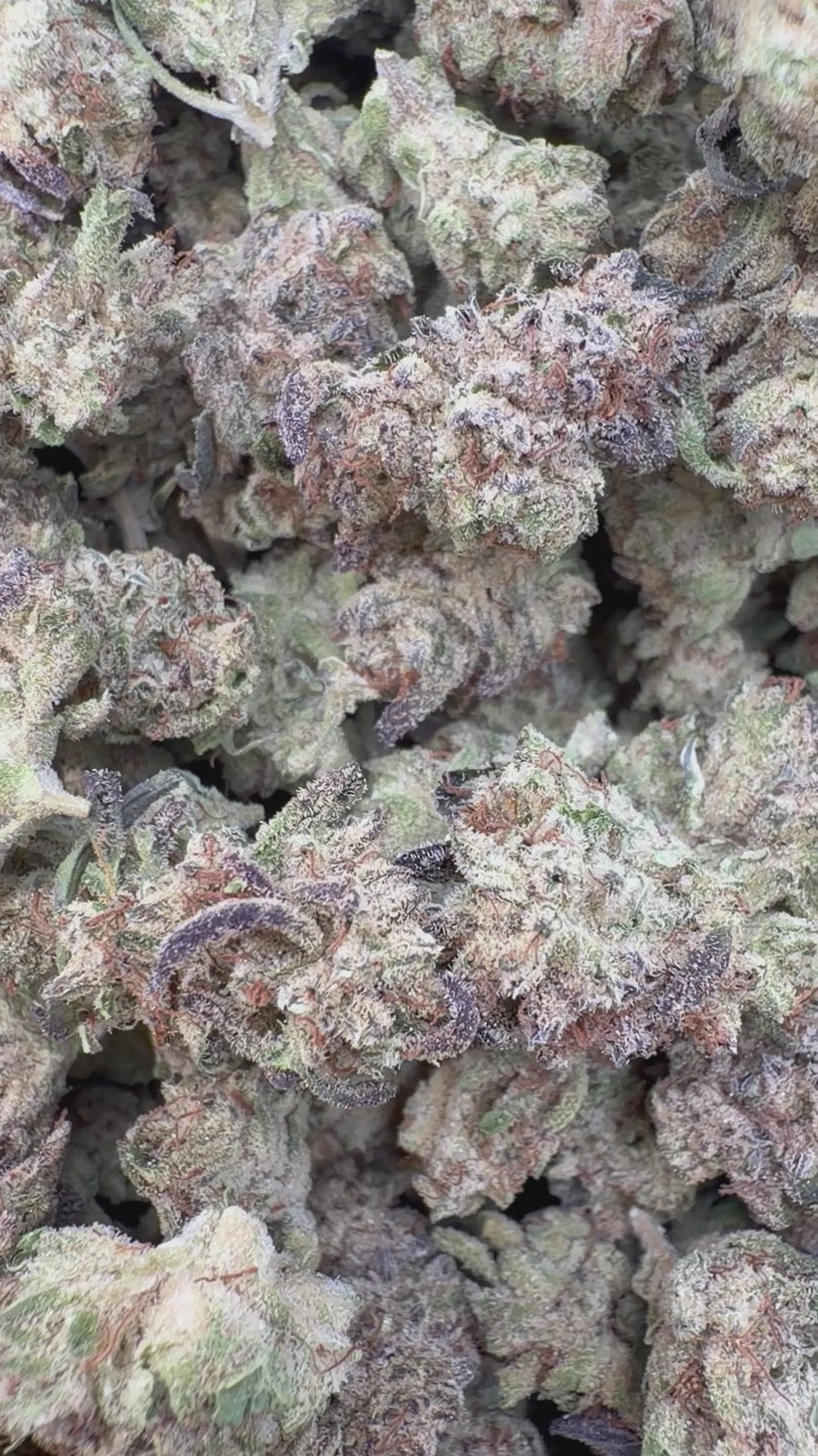 Load video: SinMint Cookies Indoor Littles - Bulk Littles - Indica