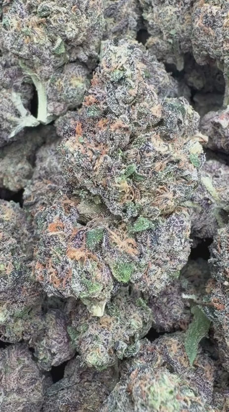 Load video: Gelato 33 Indoor - Bulk - Hybrid