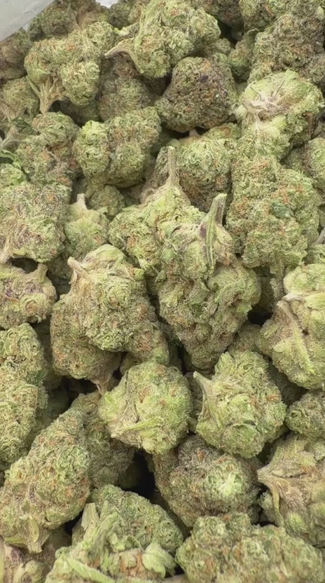 Load video: Gusher Mintz Mediums - Bulk Mediums - Hybrid