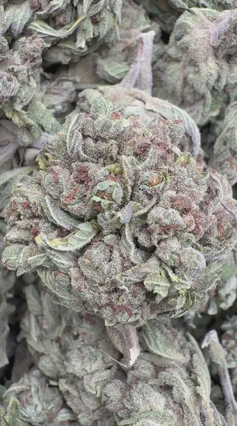 Load video: White Widow - Bulk - Hybrid