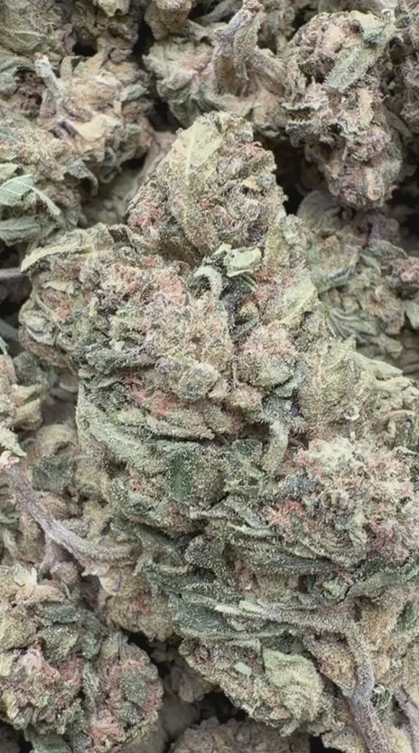Load video: Pilot Light - Bulk - Indica