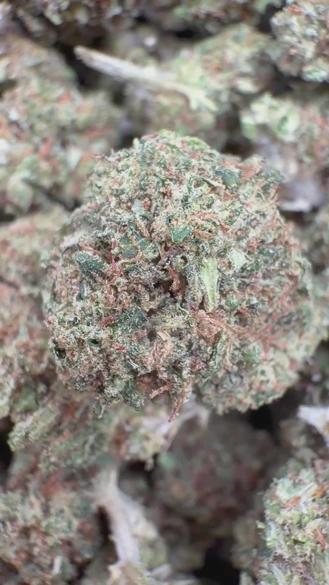 Load video: Purple Diesel Littles - Bulk Littles - Hybrid