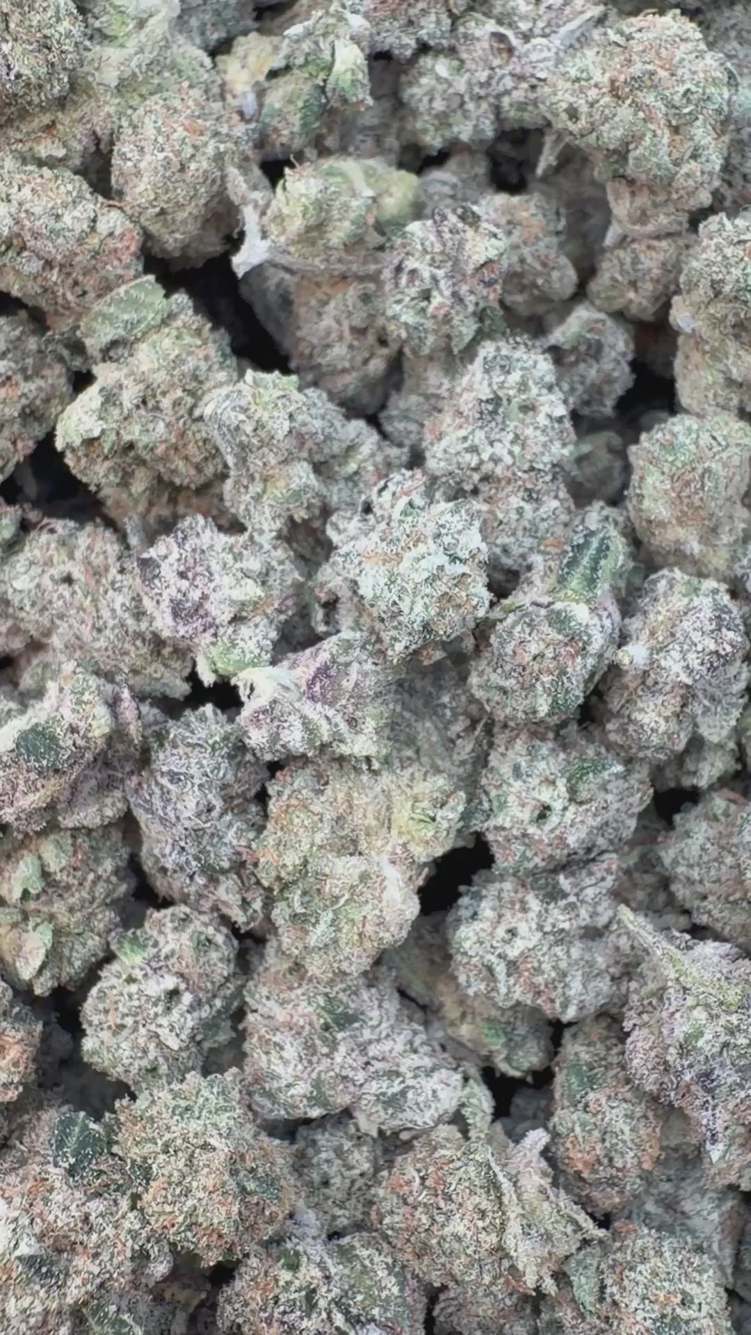 Load video: Boutique Exotics Zalato Littles - Bulk Littles - Indica