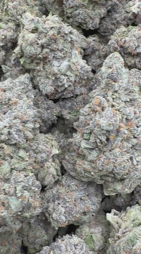 Load video: Watermelon Runtz Indoor - Bulk - Indica