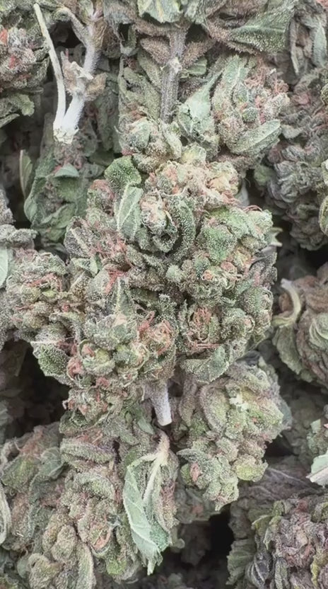 Load video: White Gelato - Bulk - Indica