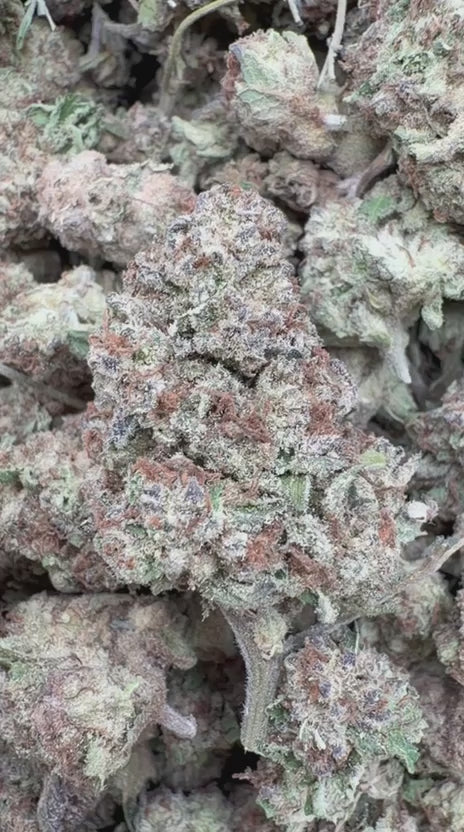 Load video: Blueberry Muffins Littles - Bulk Littles - Indica