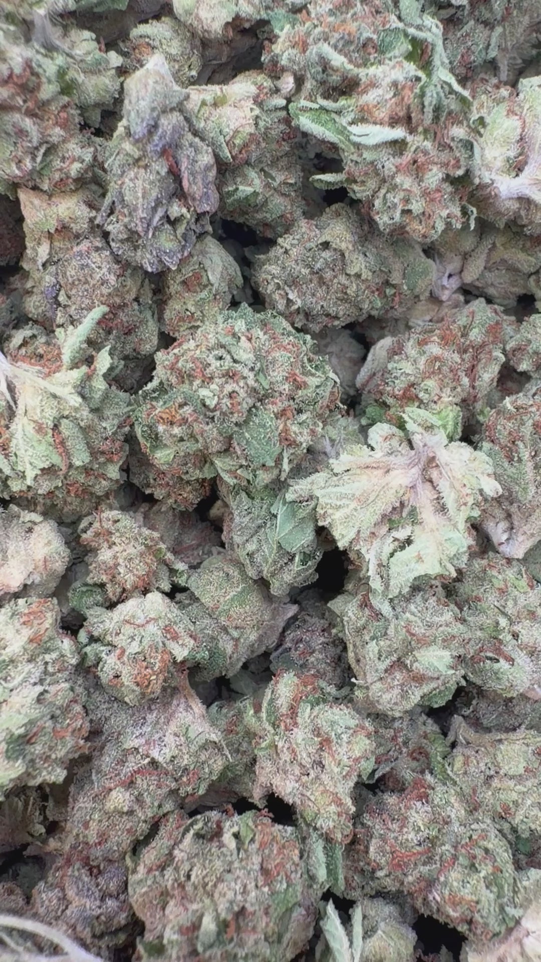 Load video: Gelato 41 Indoor Littles - Bulk Littles - Hybrid