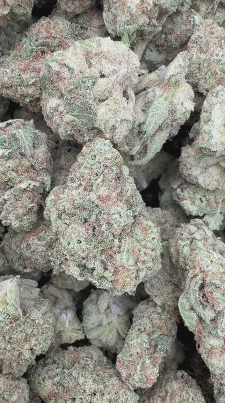 Load video: Papaya Runtz - Bulk - Hybrid