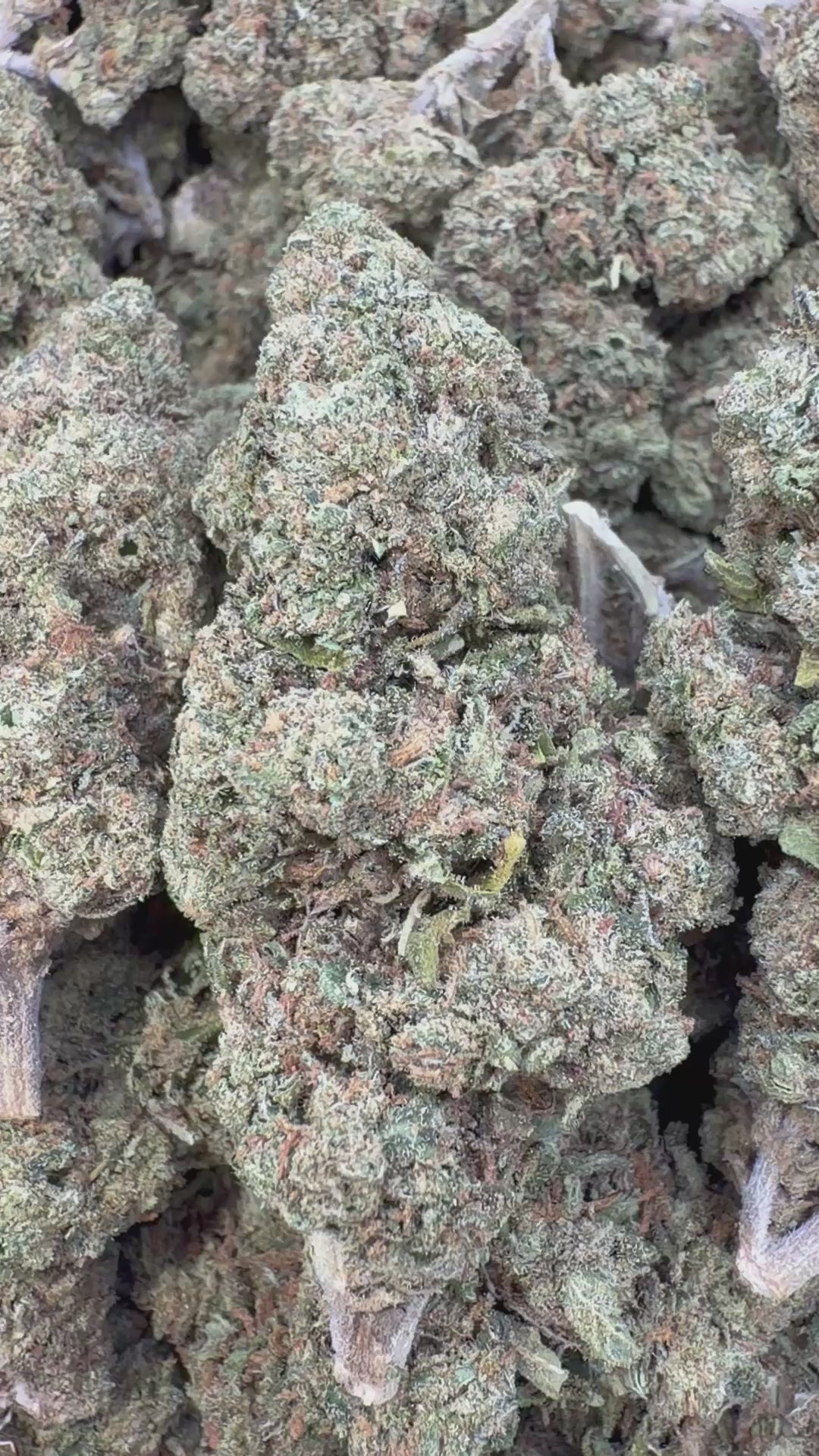 Load video: Sundae Driver - Bulk - Hybrid