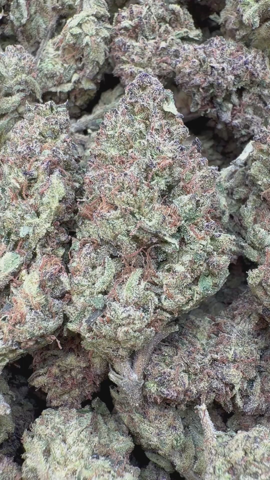 Load video: Purple Diesel - Bulk - Hybrid