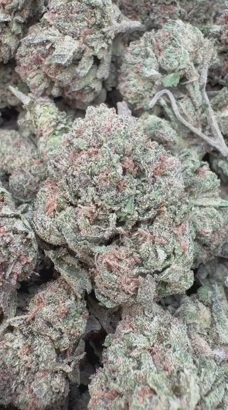Load video: Gelato Kush - Bulk - Indica
