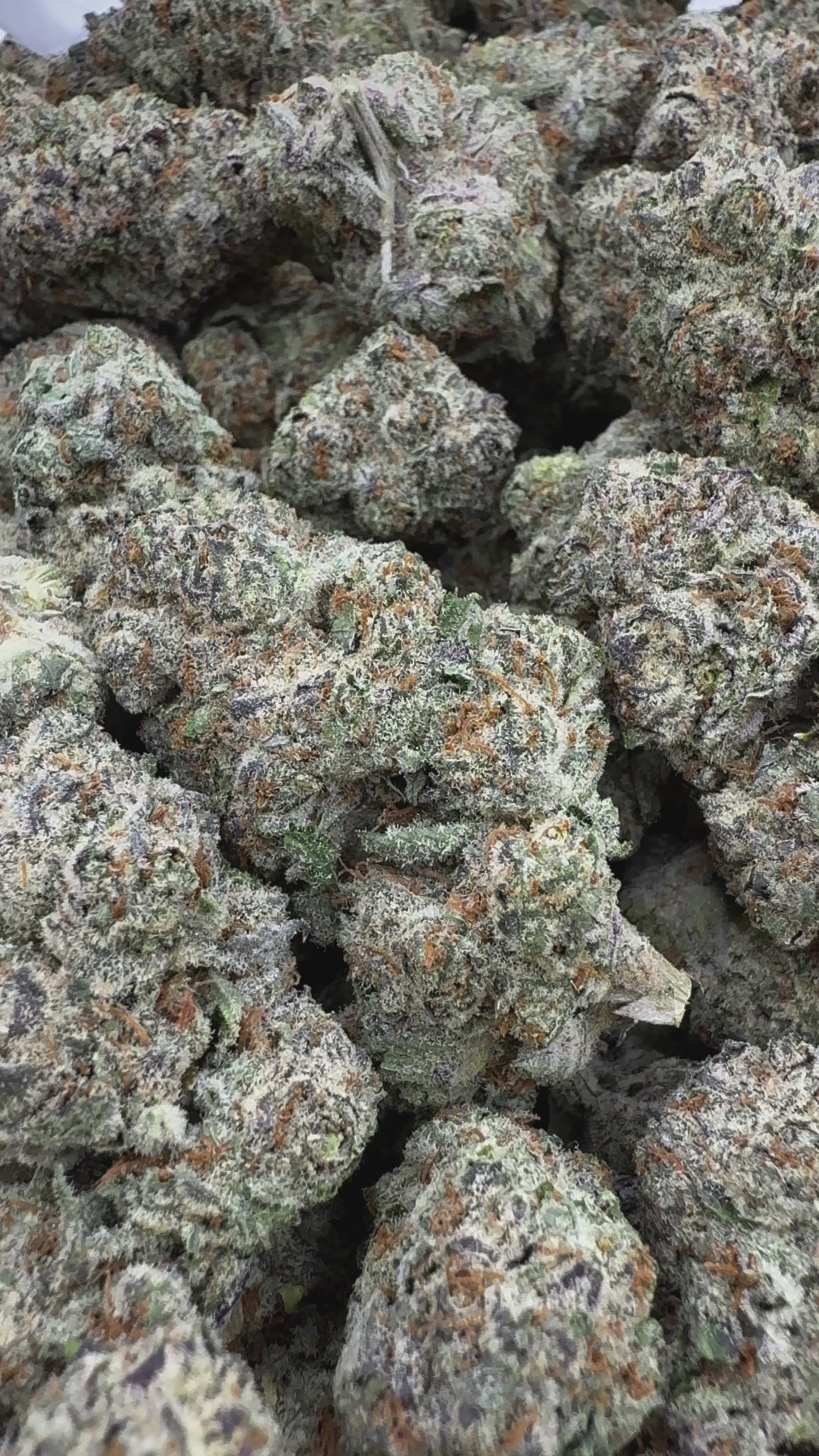 Load video: Lemon Cherry Gelato Runtz Indoor - Bulk - Hybrid