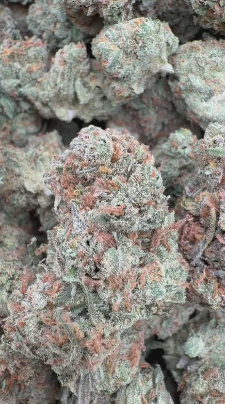 Load video: XJ 13 Indoor - Bulk - Sativa