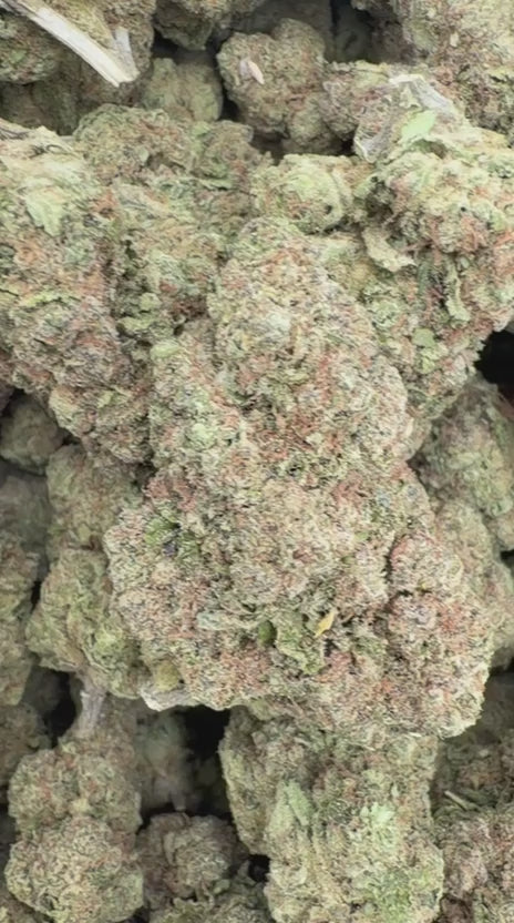 Load video: Lemon Bar - Bulk - Sativa
