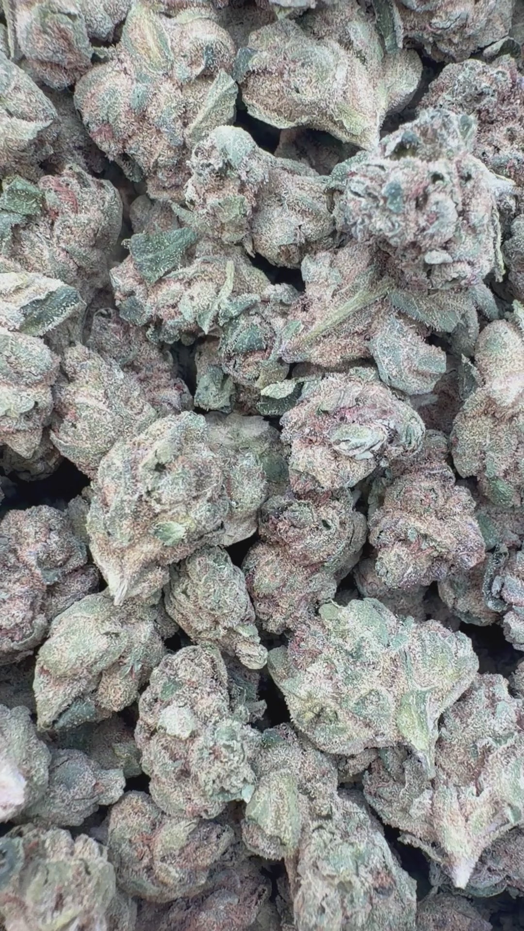 Load video: White Runtz Littles - Bulk Littles - Hybrid