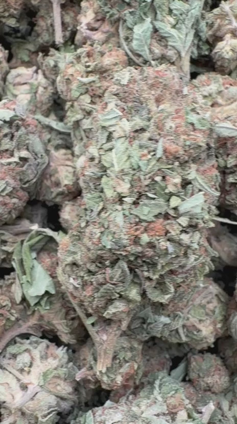 Load video: Blueberry Pancakes - Bulk - Indica