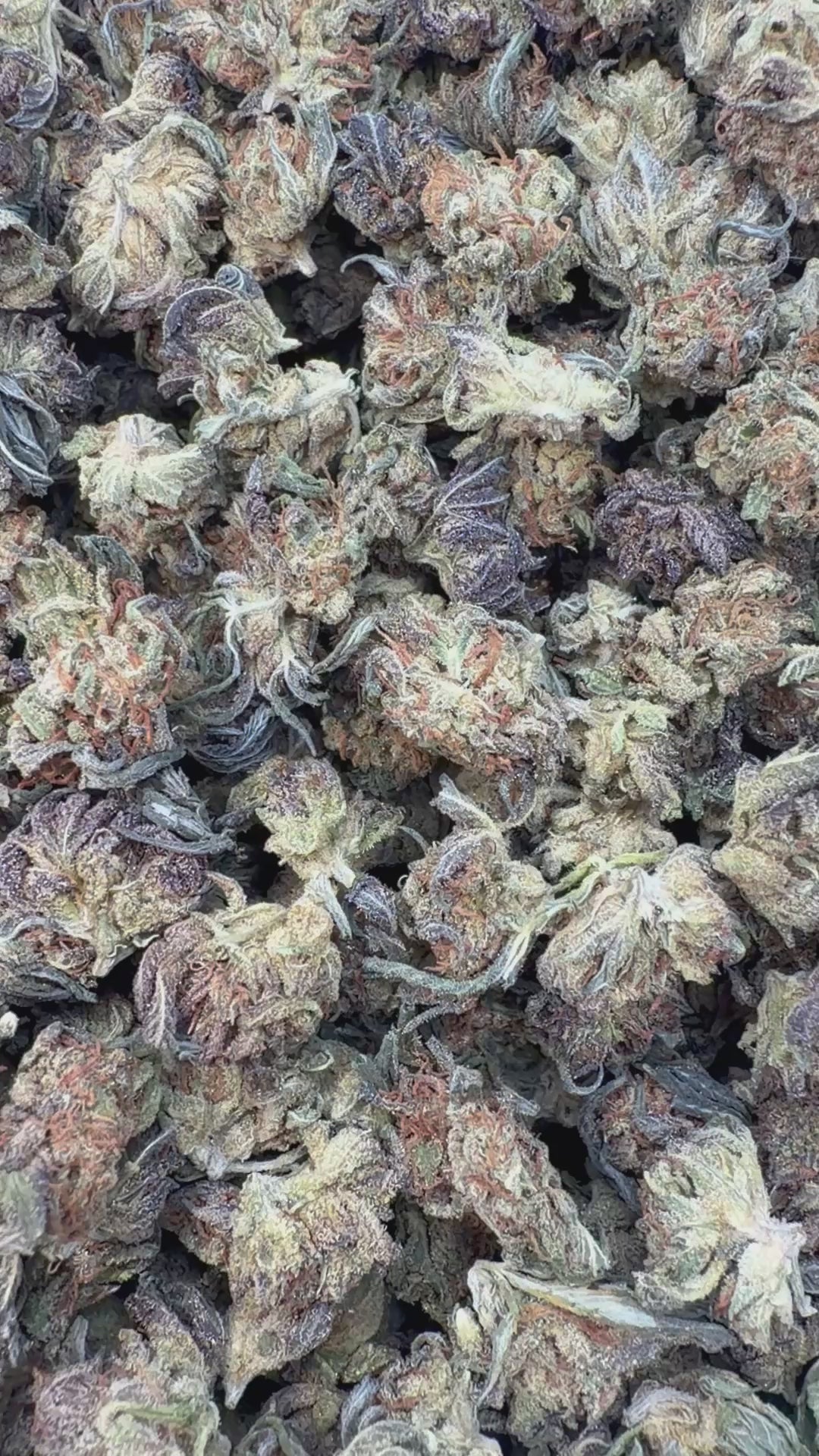 Load video: Night Shade Littles - Bulk Littles - Indica