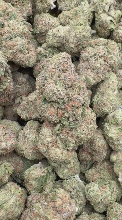 Load video: Blueberry Lemon Bars - Bulk - Hybrid