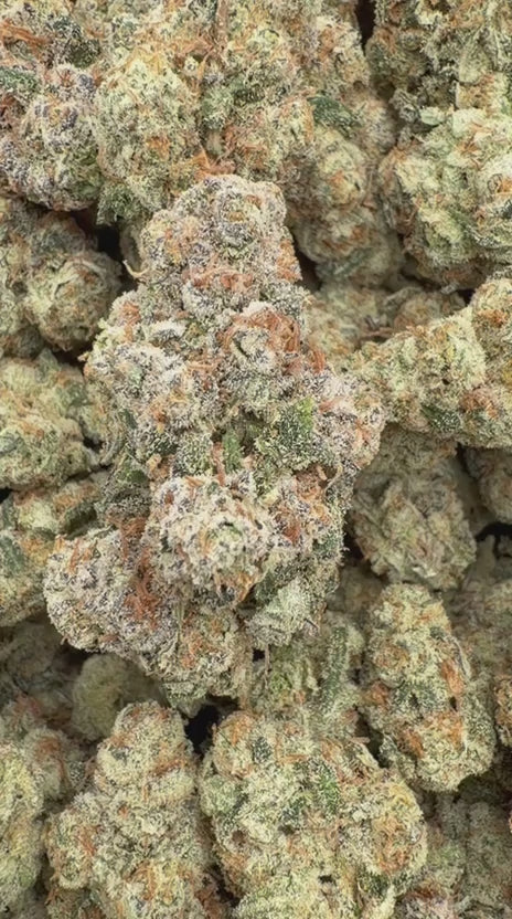 Load video: Gastro Bomb Indoor - Bulk - Hybrid