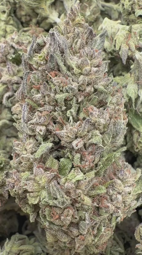 Load video: Sugar Cookies - Bulk - Indica