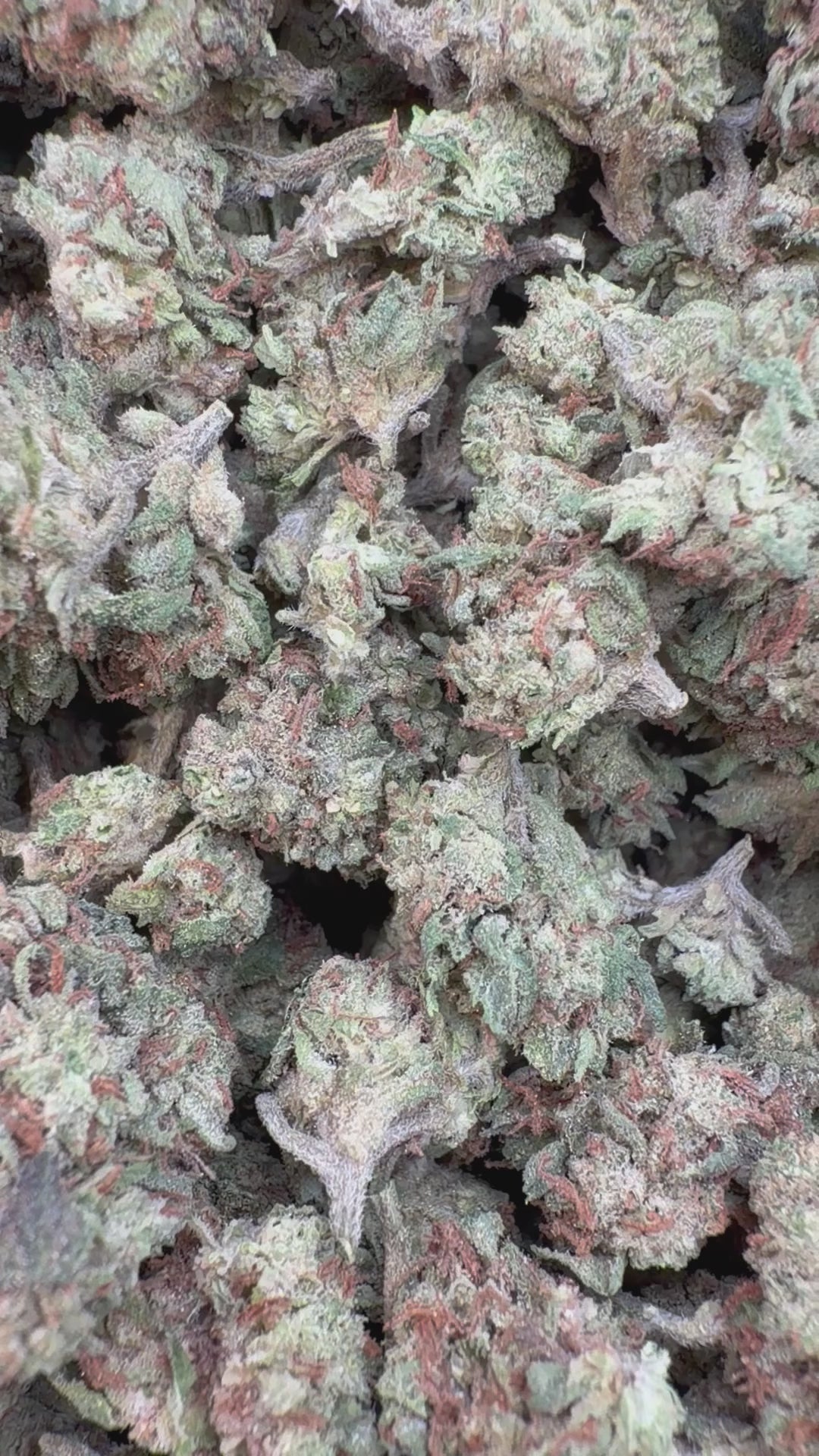 Load video: Burger Breath Littles - Bulk Littles - Indica