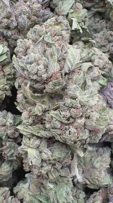 Load video: Mochi Gelato - Bulk - Indica