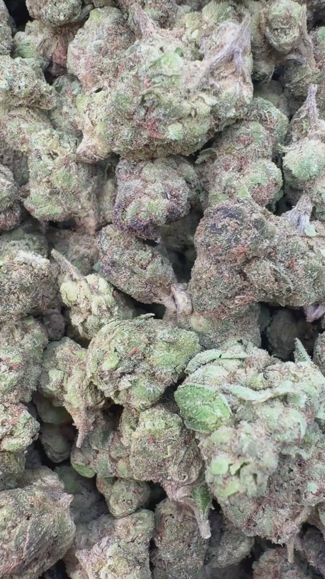 Load video: Rainbow Runtz Littles - Bulk Littles - Hybrid