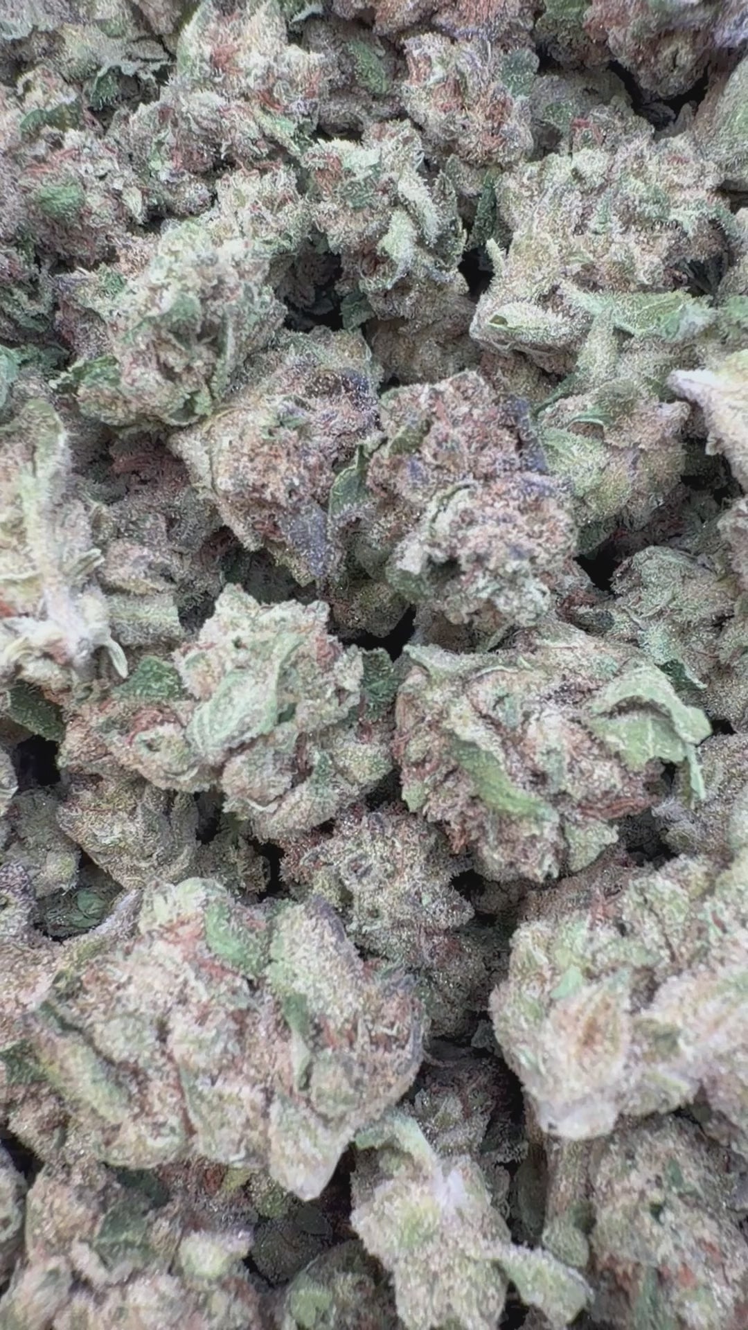 Load video: Donutz Indoor Littles - Bulk Littles - Indica