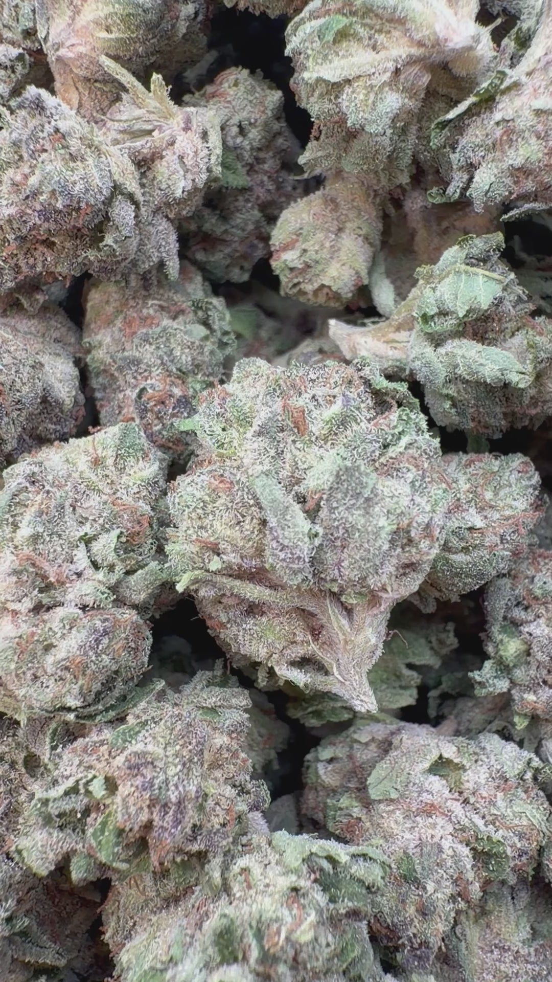 Load video: London Pound Cake 97 Indoor Littles - Bulk Littles - Indica