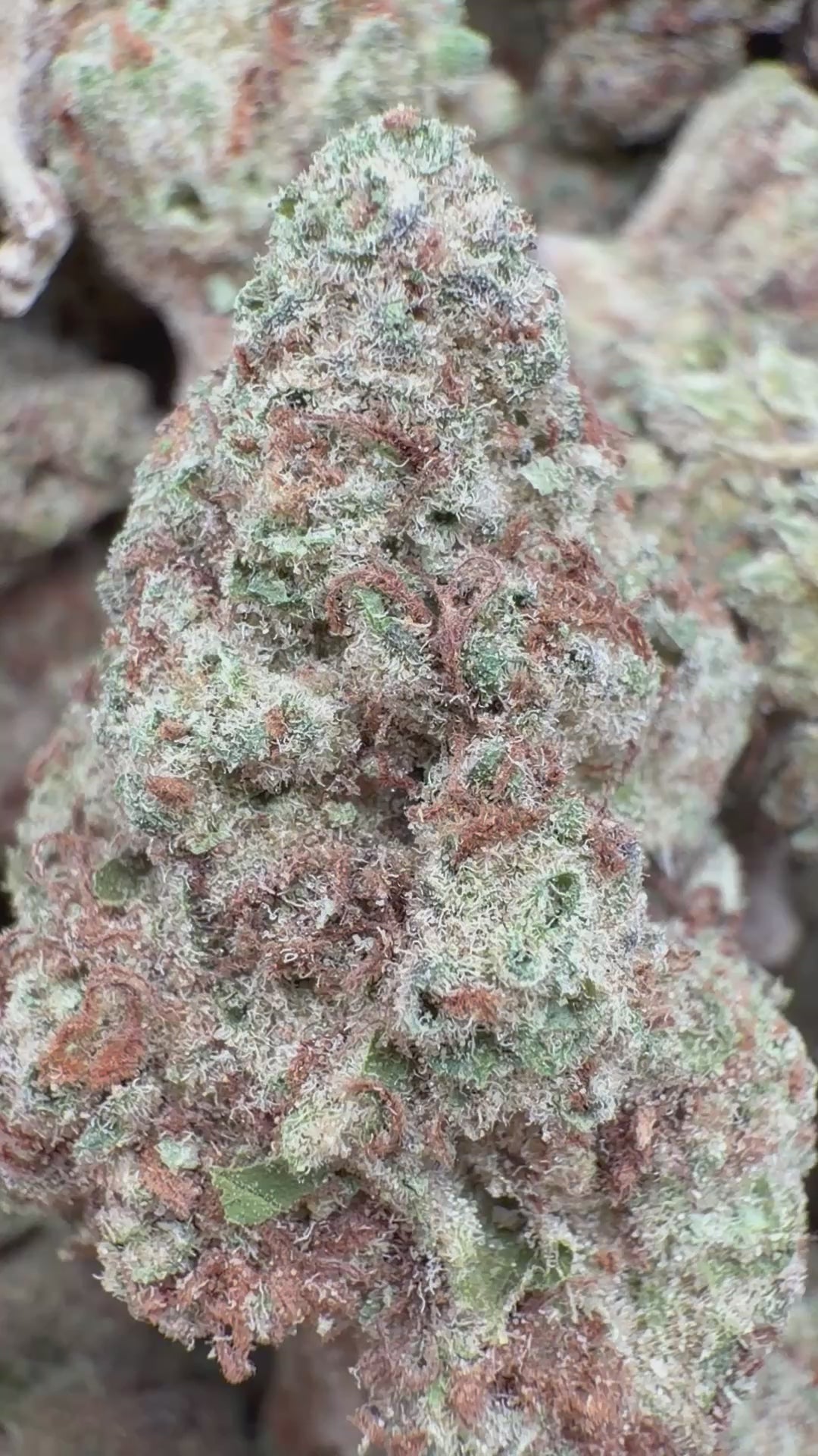 Load video: Blue Punch - Bulk - Indica