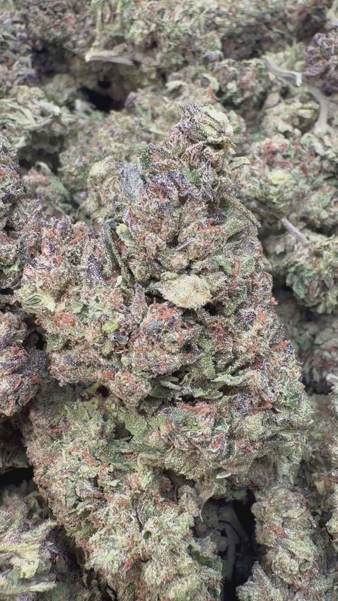 Load video: Sunset Sherbet - Bulk - Hybrid