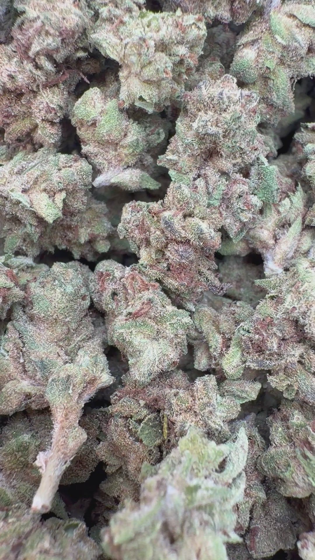Load video: Panama Red Littles - Bulk Littles - Sativa