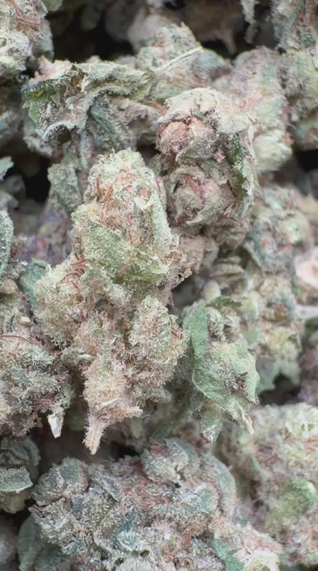 Load video: Berry White Littles - Bulk Littles - Hybrid