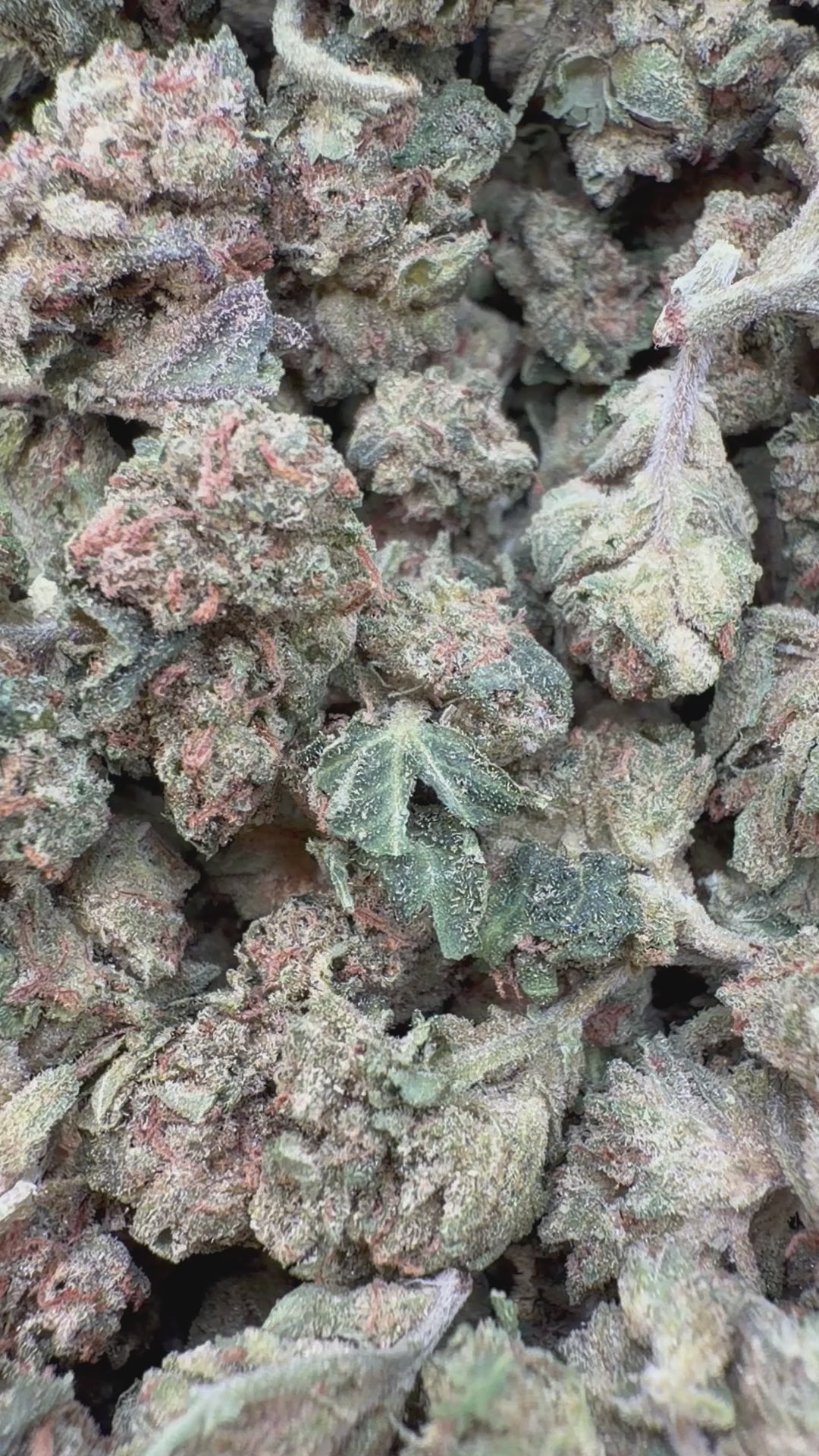 Load video: Lemon Matcha Littles - Bulk Littles - Sativa