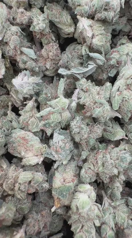 Load video: Gorilla Glue Littles - Bulk Littles - Indica
