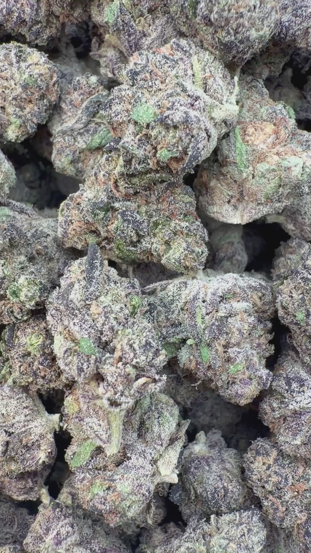 Load video: White Nerds Littles - Bulk Littles - Hybrid