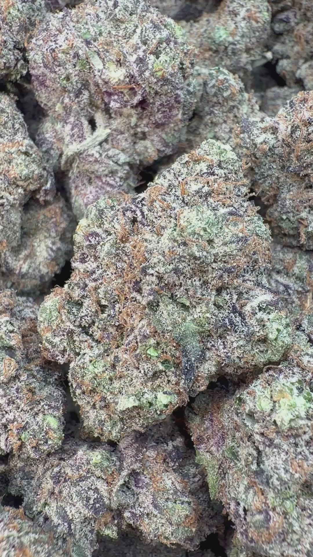 Load video: Ice Cream Cake Indoor - Bulk - Indica