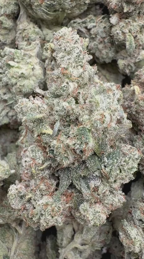 Load video: Truffle Indoor - Bulk - Indica