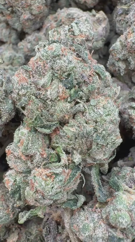Load video: Cheetah Piss Indoor - Bulk - Hybrid