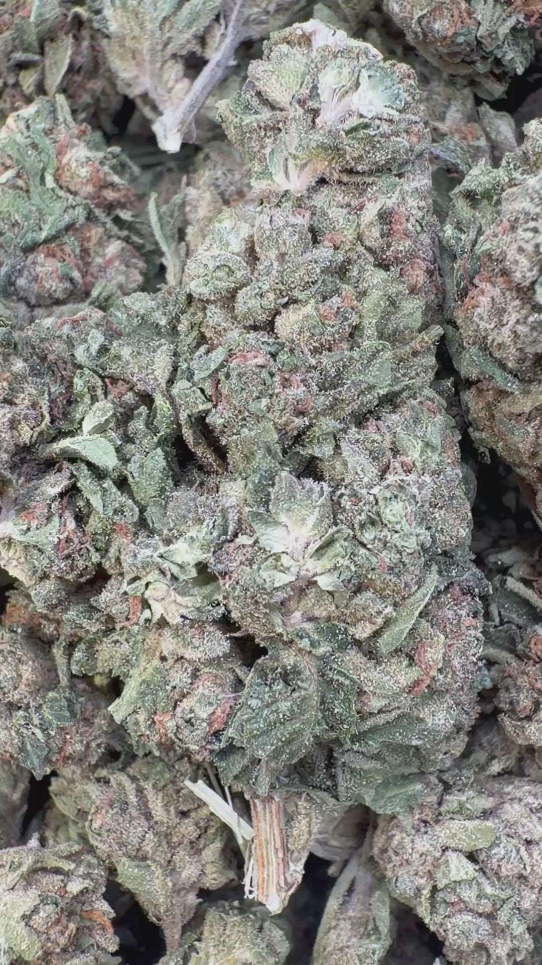 Load video: Bubble Yum - Bulk- Hybrid