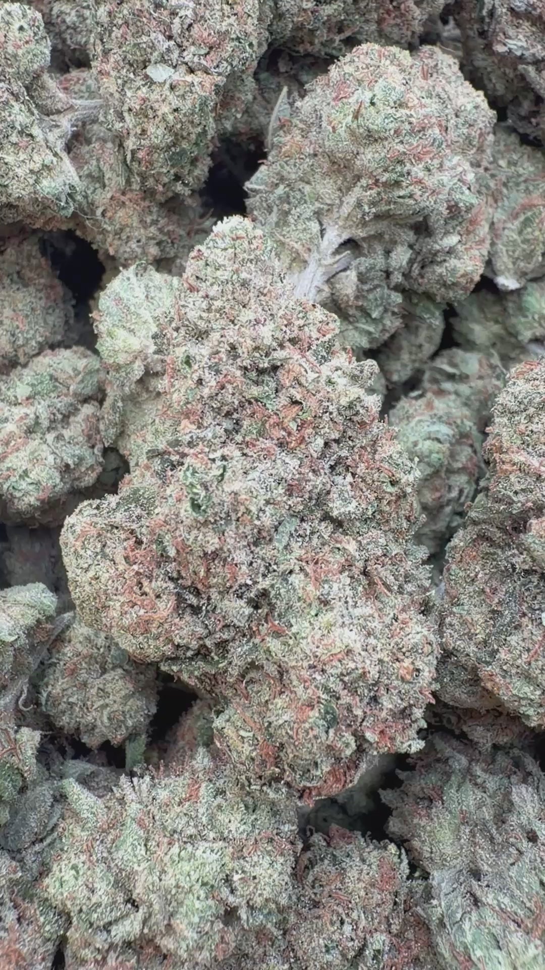 Load video: Laughing Gas Indoor - Bulk - Hybrid