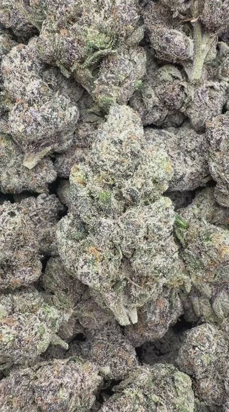 Load video: Blue Nerds Indoor - Bulk - Hybrid
