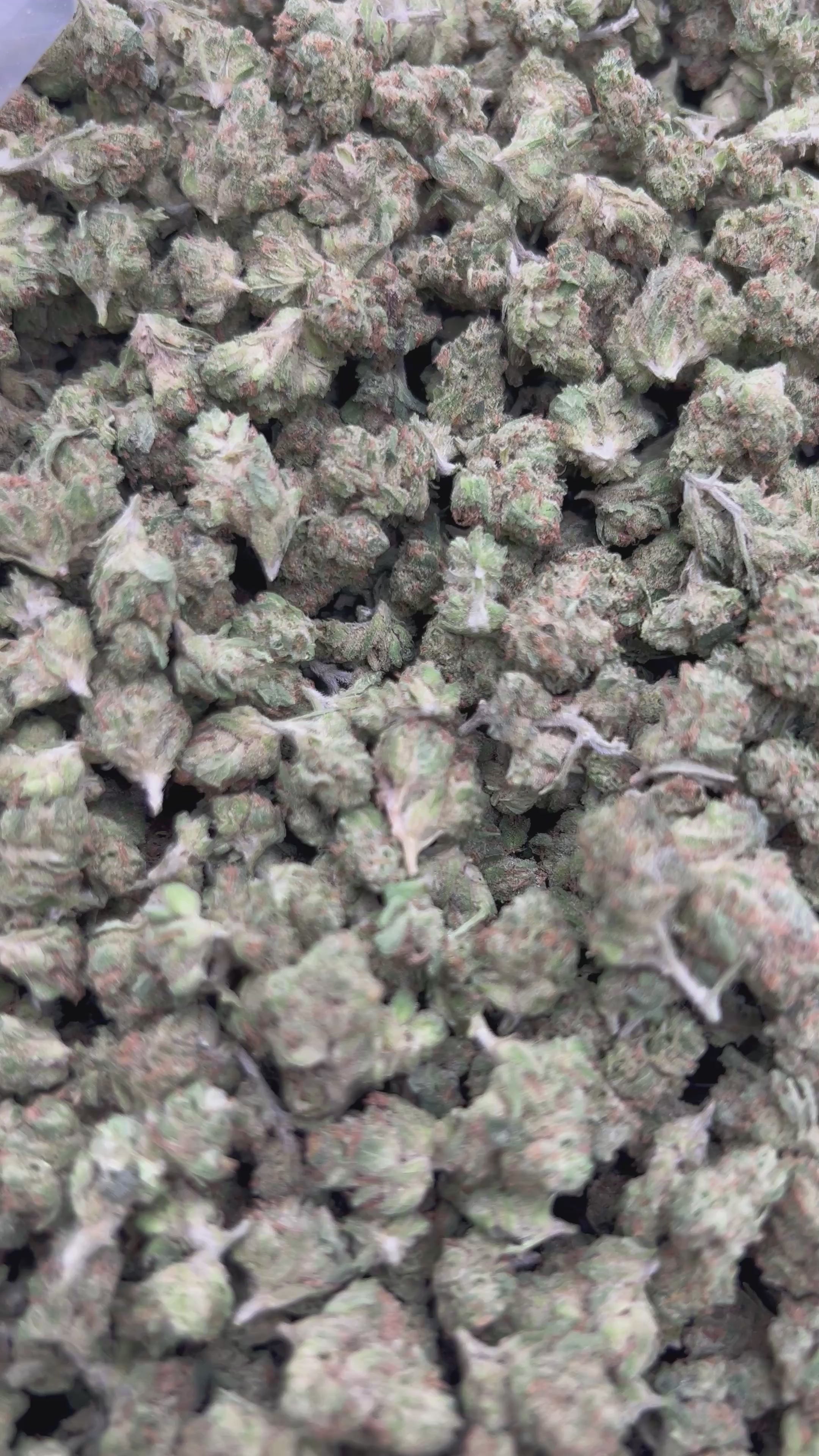 Load video: Alien OG Littles - Bulk Littles - Indica