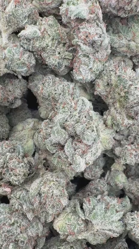 Load video: Gorilla Glue Indoor Littles - Bulk Littles - Hybrid